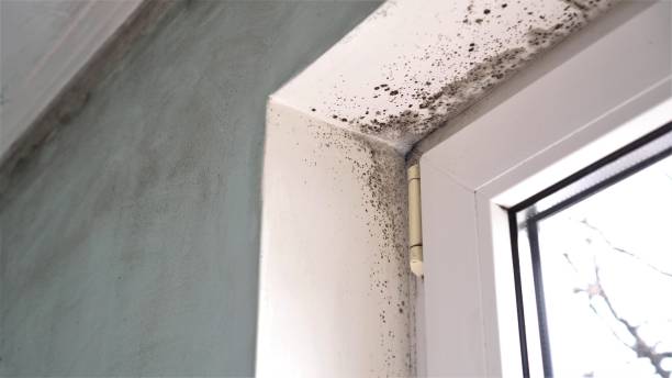 Why You Should Choose Our Mold Remediation Services in Spring Valley Lake, CA